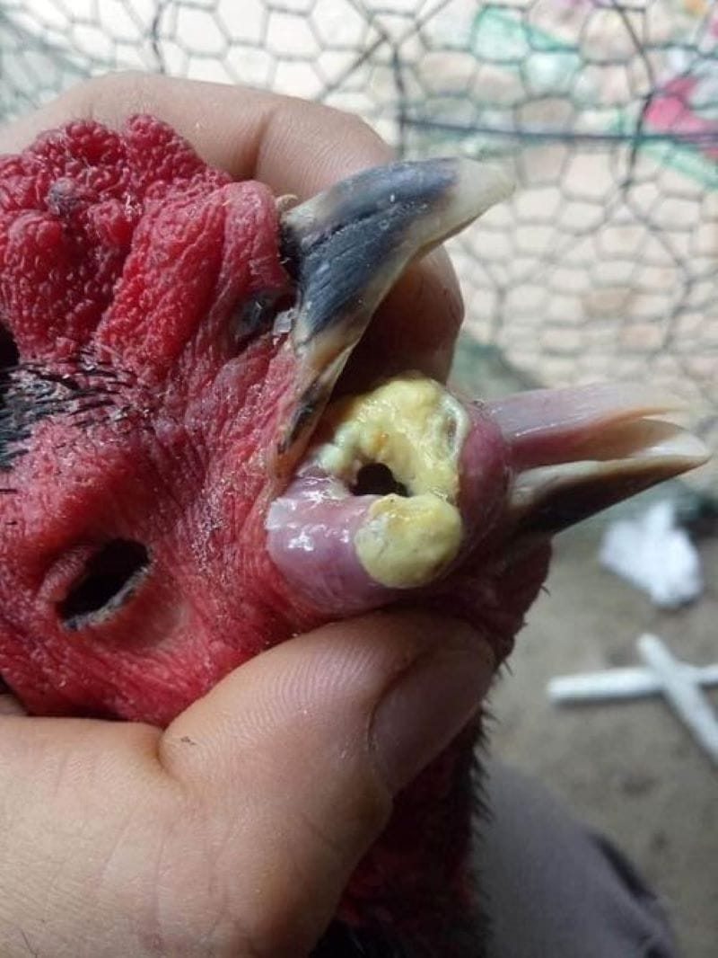 Hoặc cũng có thể dùng các liều thuốc Tây y 
