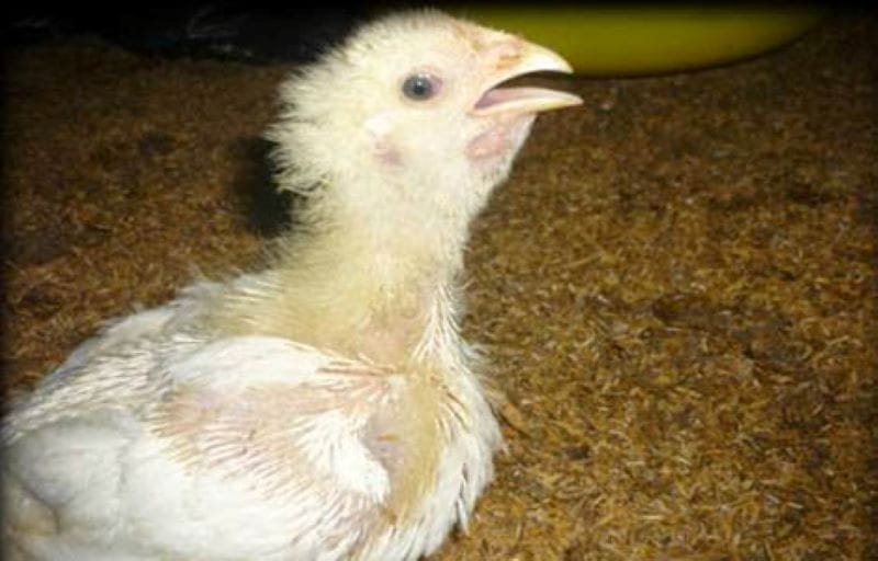 Quan sát các triệu chứng để kịp thời phát hiện bệnh ORT ở gà 