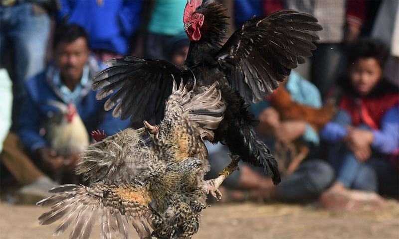 Khi đưa gà đi thi đấu ở giai đoạn này, gà sẽ có cơ hội giành chiến thắng cao hơn.