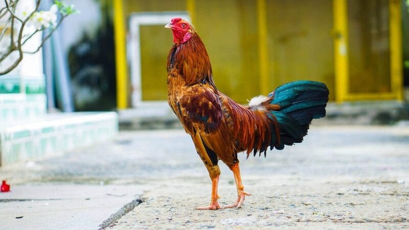 Một trong những cách nuôi gà đá tới pin quan trọng là cho gà thực hiện các bài tập luyện 