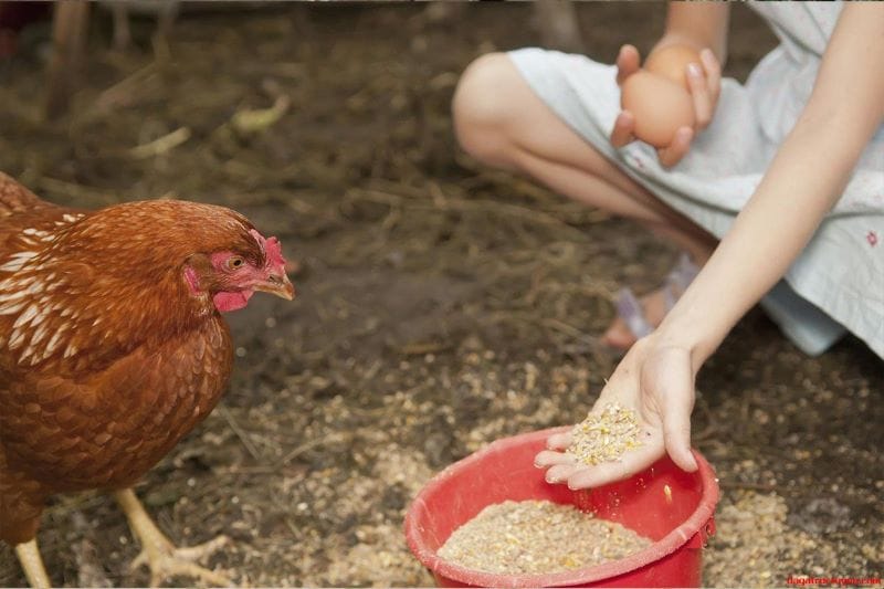 Ngũ cốc là một loại thực phẩm chứa đầy đủ chất dinh dưỡng cho gà đá 