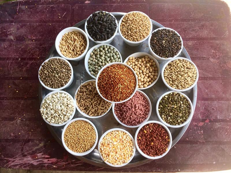 Ghi nhớ những điều quan trọng khi trộn ngũ cốc cho gà đá 