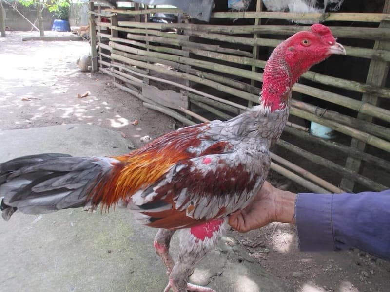 Một số tác dụng của thuốc tăng lực cho gà chọi