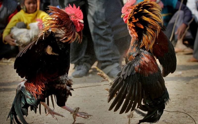 Đá gà trực tiếp từ lâu đã trở thành hình thức giải trí hấp dẫn được quan tâm 