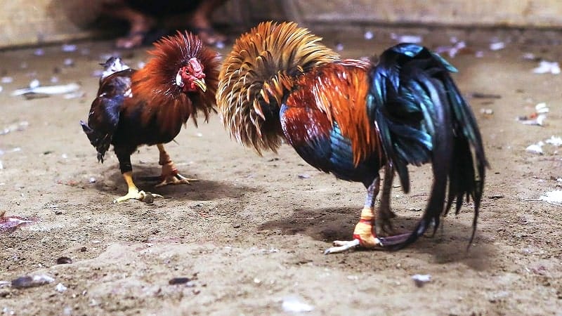 Nên tham khảo và tìm hiểu kỹ luật chơi đá gà cựa sắt trước khi đặt cược 