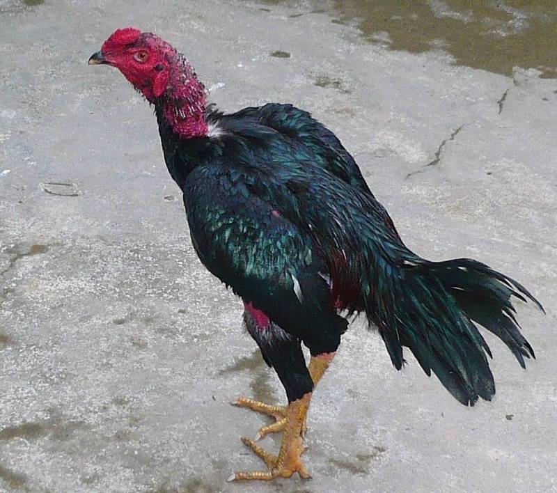 Dựa vào 4 tiêu chí “Nhất mình, Nhì Chân, Tam Đầu, Tứ đuôi” để có thể chọn được gà chọi nòi thuần chủng
