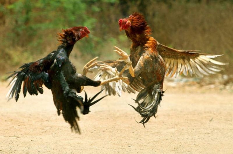 Tại đây có đầy đủ những dịch vụ vui chơi, ăn uống và giải trí cho tất cả anh em 