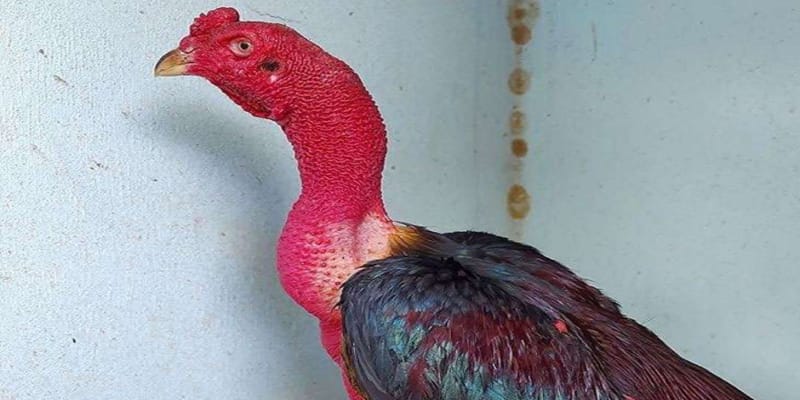 Những ưu thế về chiếc cổ gà to 