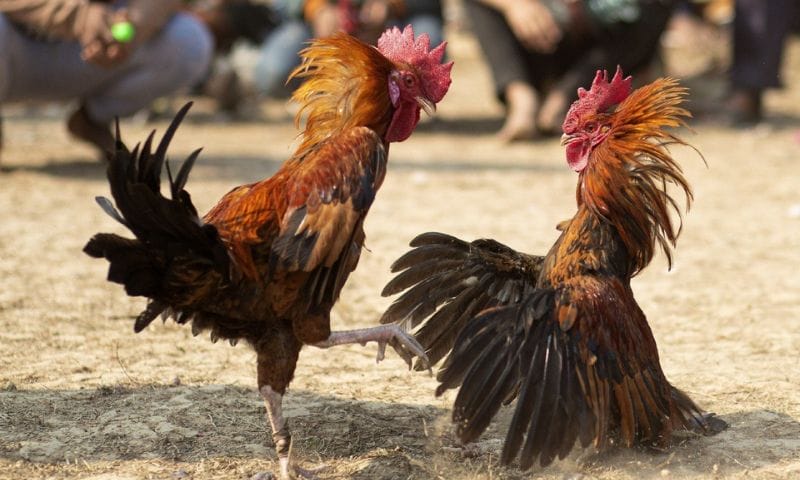 Đòn đánh, kỹ năng chiến đấu của gà mái