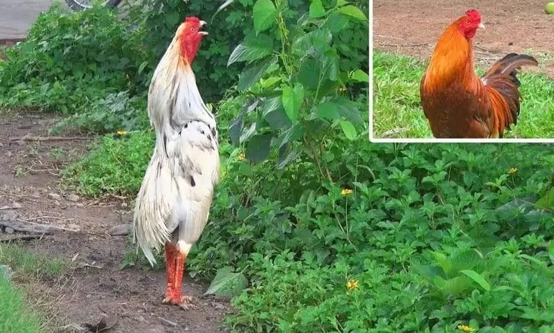 Gà thần kê là gì? 