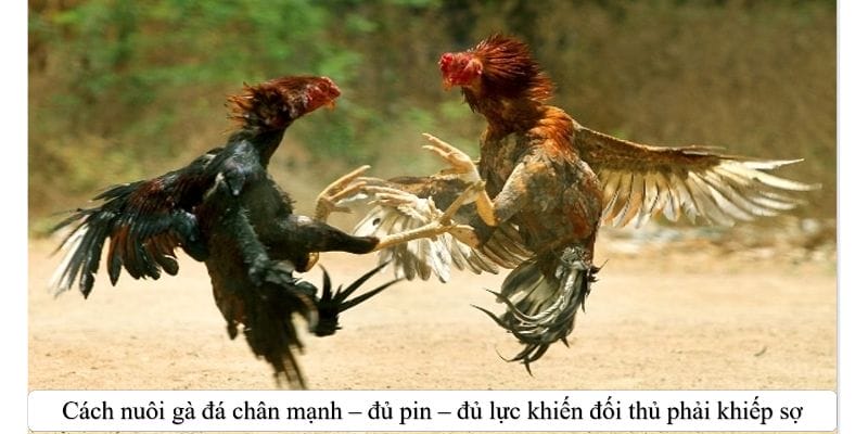 Cách nuôi gà đá chân mạnh thông qua chế độ dinh dưỡng