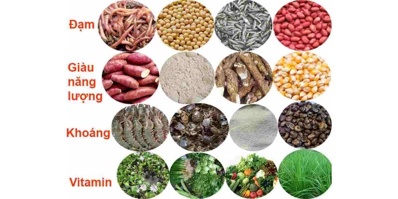 Cách nuôi gà đá chân mạnh thông qua cách chăm sóc sức khỏe