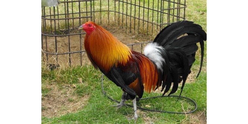 Cách nuôi gà đá chân mạnh thông qua cách quản lý và huấn luyện