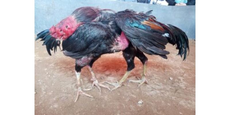 Hướng dẫn cách nuôi gà đá chân mạnh – đủ pin – đủ lực khiến đối thủ phải khiếp sợ