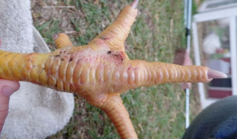 Phòng bệnh sưng cụm bàn chân gà chọi 