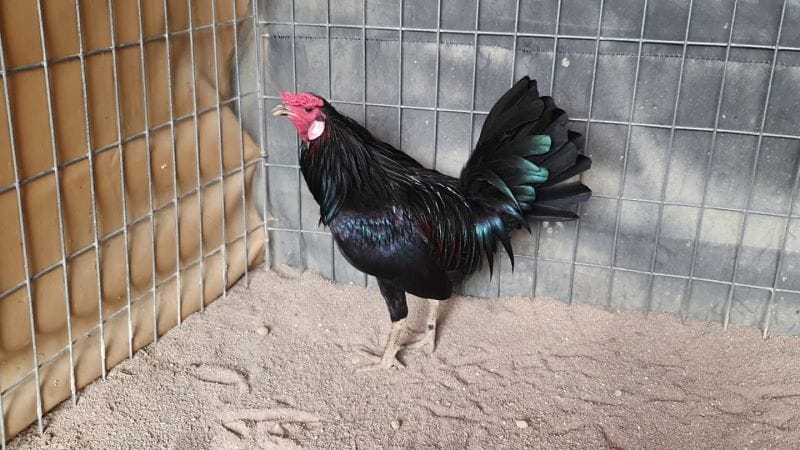 Hướng dẫn chọn gà tre cảnh đẹp cực đơn giản