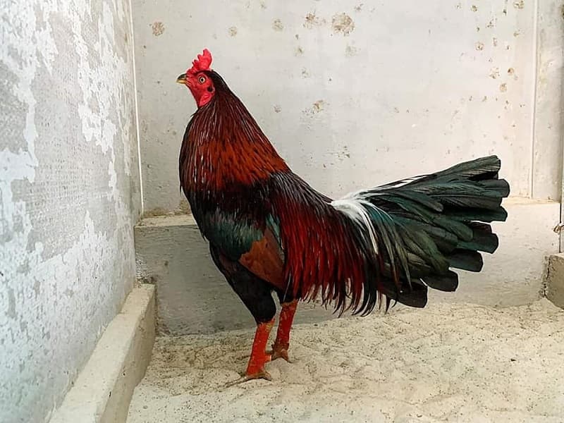 Khái niệm chung về những con gà cọp