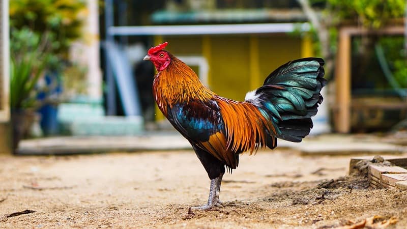 Giá bán của con chú gà cọp đỉnh cao