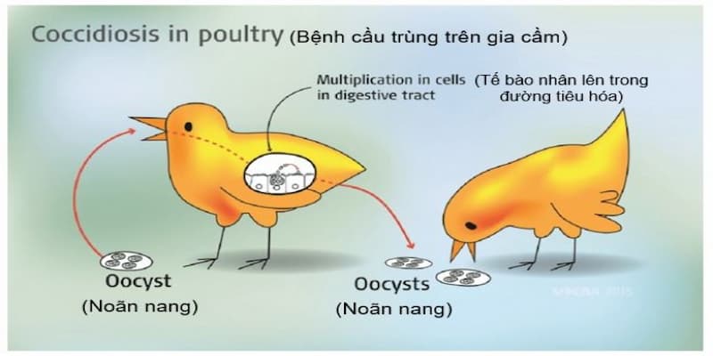 Bệnh cầu trùng ở gà
