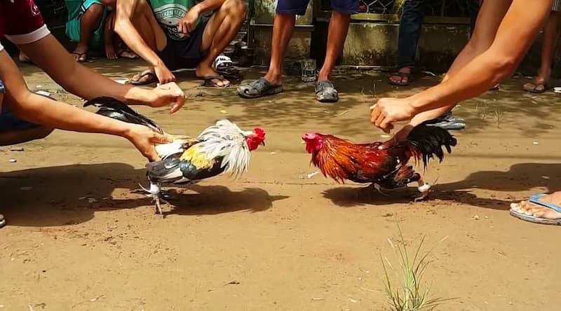 Cách để nuôi gà chọi 3 hồ nghỉ mấy ngày