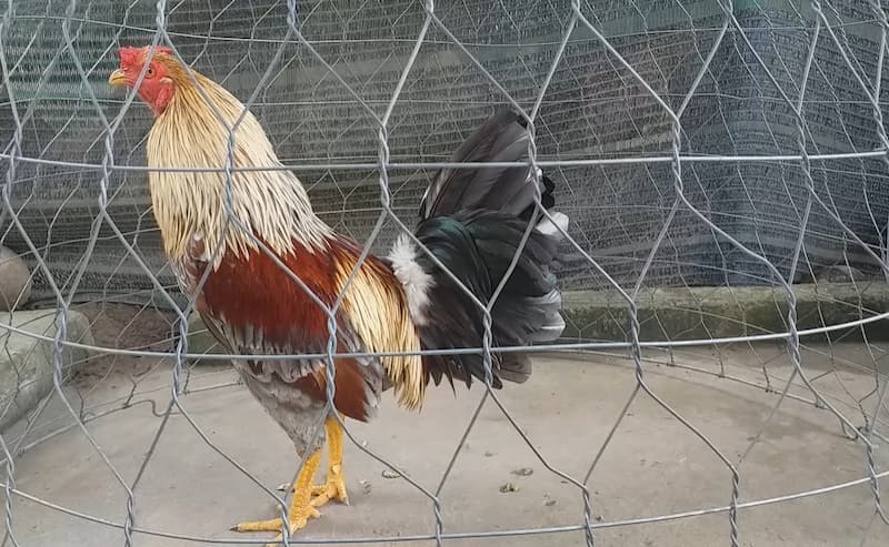 Cách làm cho gà lì đòn