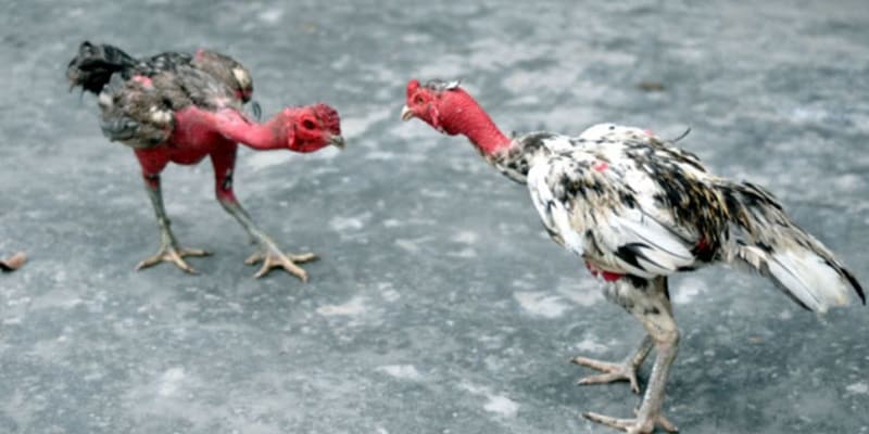 Cách nuôi gà chọi C1