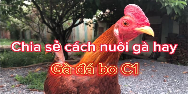 Cách nuôi gà chọi C1