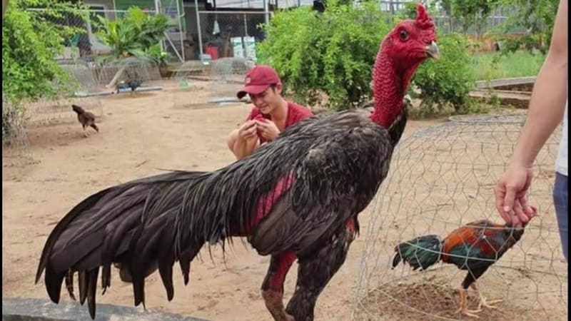 Cách nuôi gà chọi có the lực tốt
