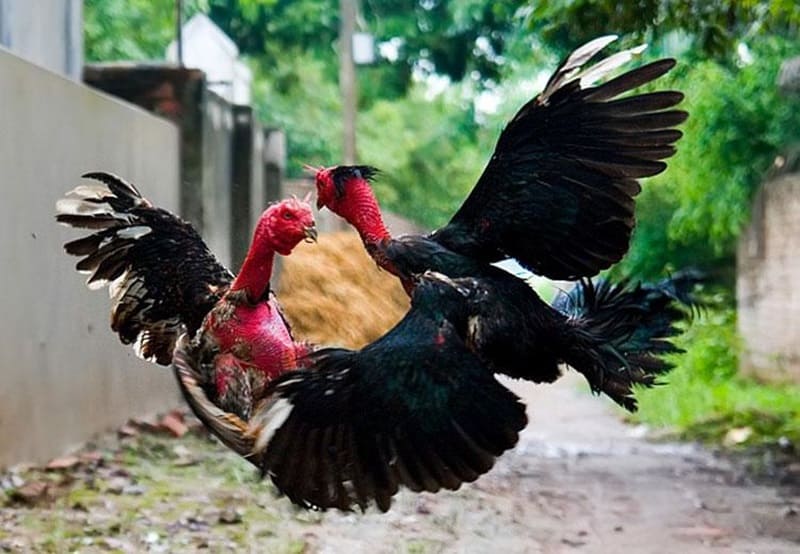 Cách nuôi gà chọi có the lực tốt