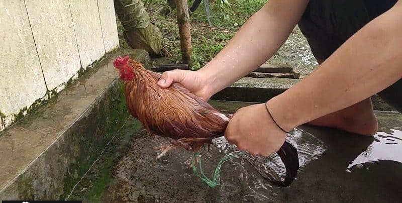 Cách nuôi gà chọi có the lực tốt