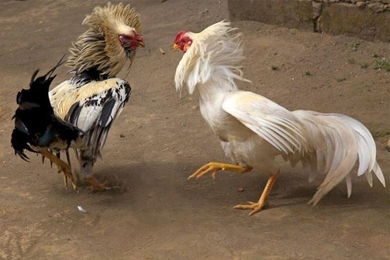 Cách nuôi gà đá không bị hốc