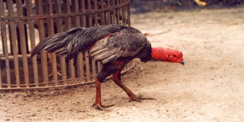 cách trị gà đá bị hóc