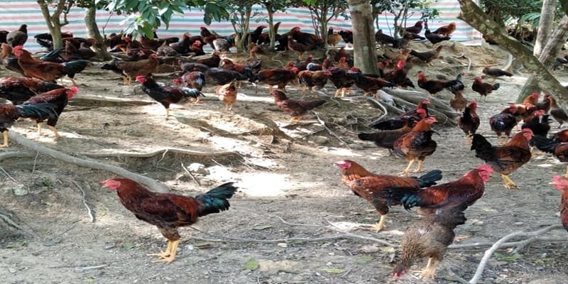 cách trị gà đá bị hóc