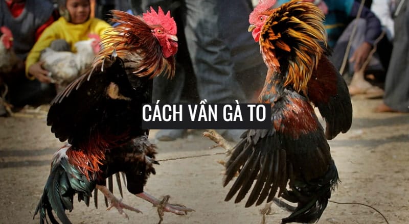 Cách vần gà to kỳ 2 