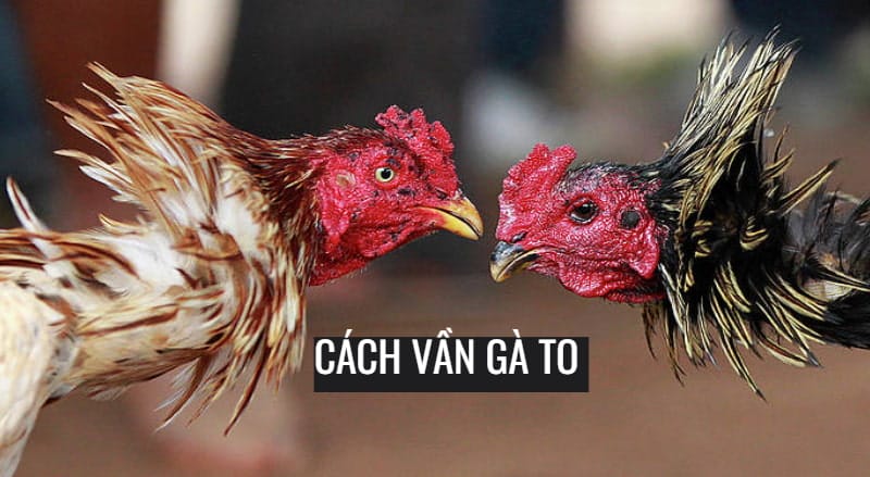 Kiểm tra kỹ sức khỏe và thể lực của gà