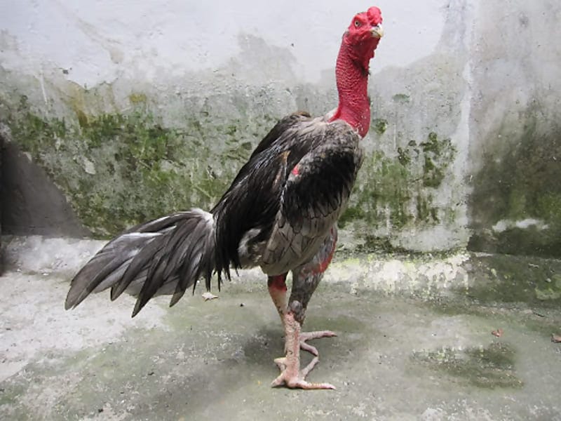 cẩm nang nuôi gà