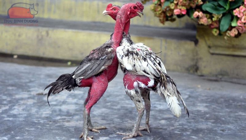 Gà chọi C1 đỉnh cao