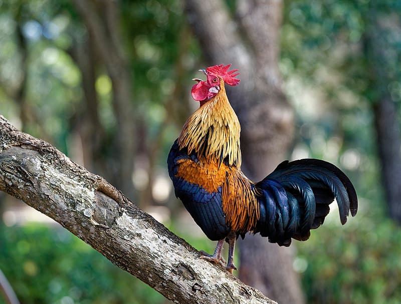 Cách chăm sóc gà đá bo lớn là gì
