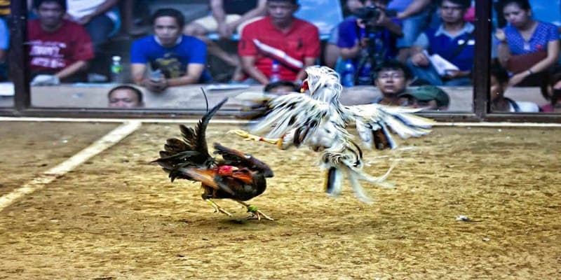 gà đá thở nhiều