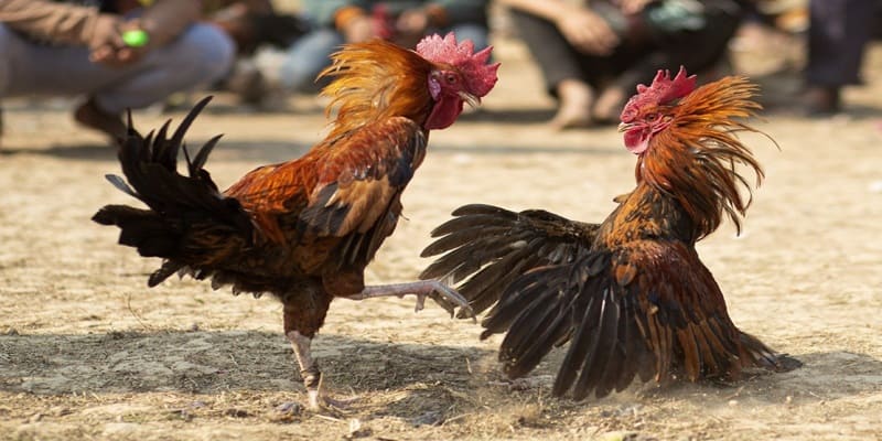 gà đá thở nhiều
