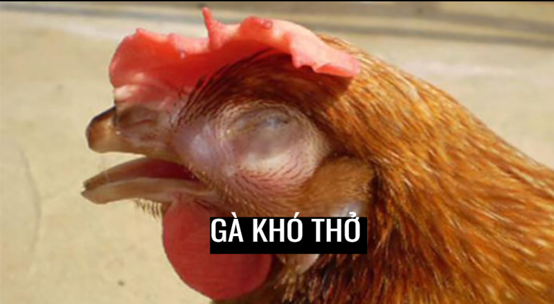 Lý giải nguyên nhân chung của việc gà khó thở 