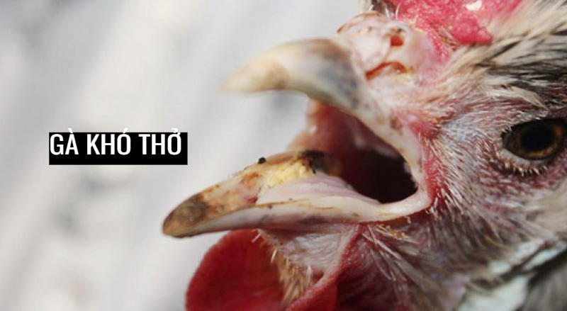 Gà khó thở gây bệnh CRD