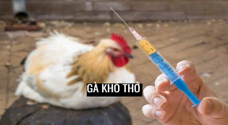 Bệnh nấm phổi khiến gà khó thở 