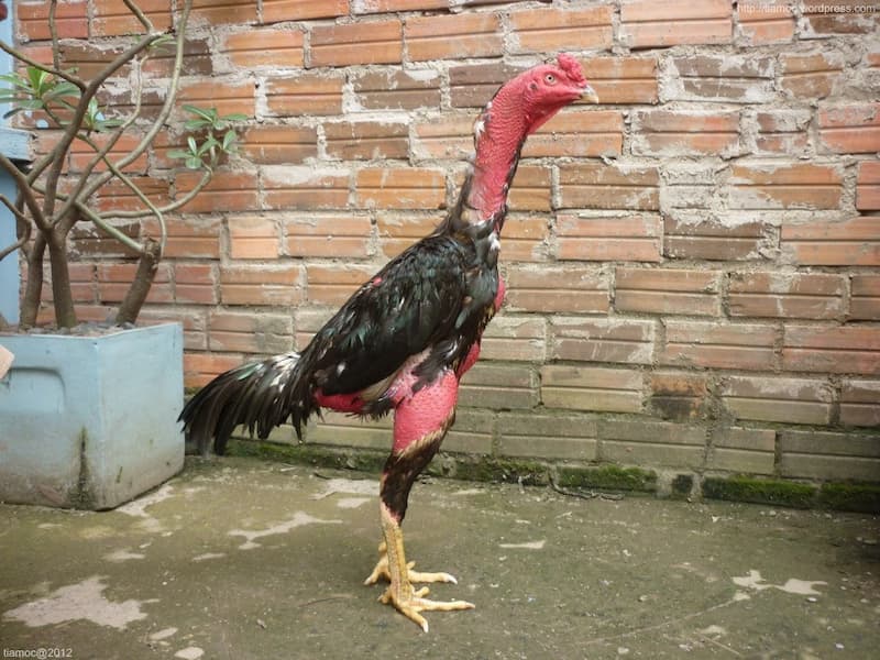 Cách nuôi gà chọi đỏ đẹp