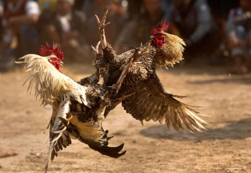Gà chọi đá 3 hồ nghỉ mấy ngày