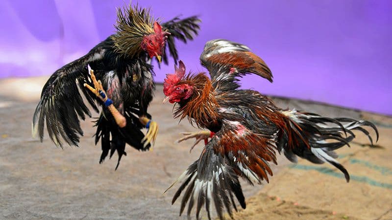 Gà chọi đá 3 hồ nghỉ mấy ngày