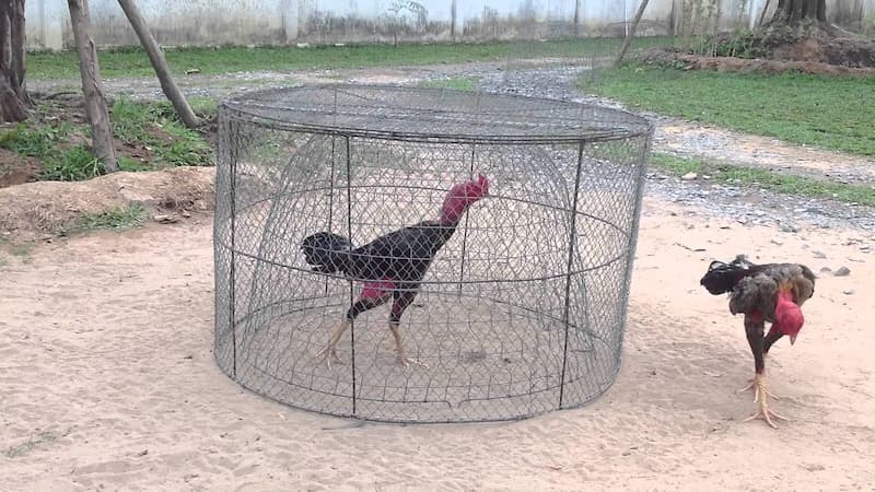 Cách nuôi gà chọi đỏ đẹp