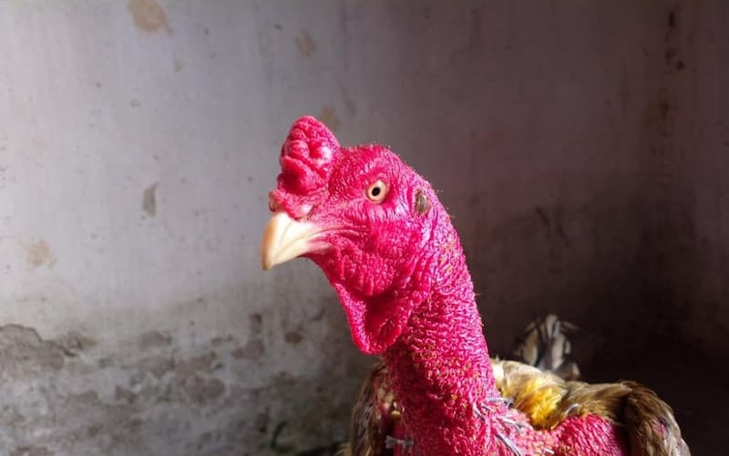 Cách nuôi gà chọi đỏ đẹp
