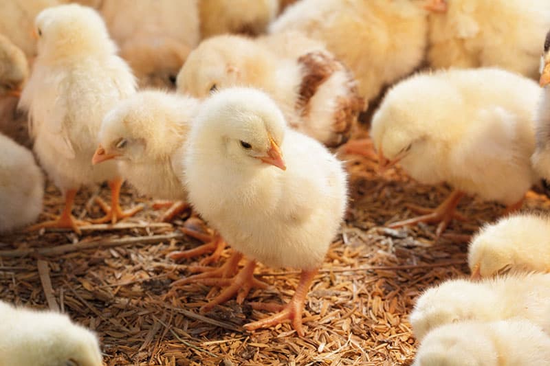 Thuốc điều trị bệnh ORT trên gà