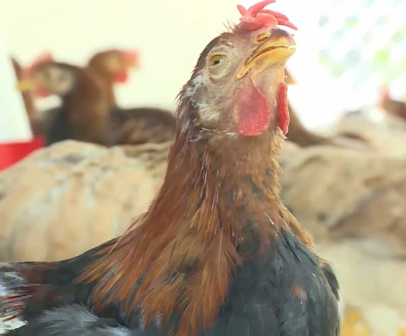 Thuốc điều trị bệnh ORT trên gà